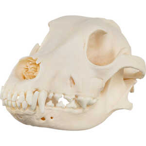 Natural Bone Skull, Domestic Dog