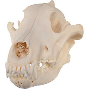 Natural Bone Skull, Wolf
