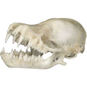 Natural Bone Skull, Bat