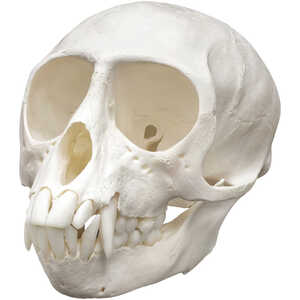 Natural Bone Skull, Vervet Monkey