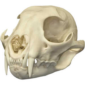 Natural Bone Skull, Canadian Lynx