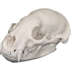 Natural Bone Skull, American Badger