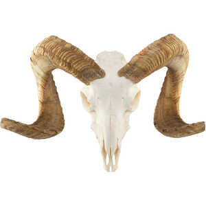 Natural Bone Skull, Domestic Ram