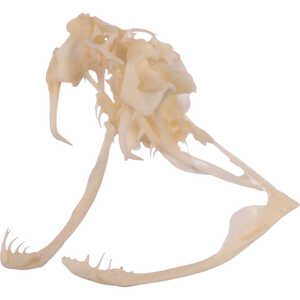 Natural Bone Skull, Large Western Diamondback Rattlesnake