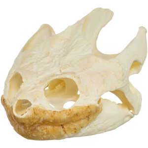 Natural Bone Skull, Snapping Turtle