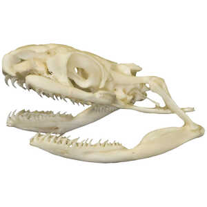 Natural Bone Skull, Non-Venomous Snake