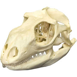 Natural Bone Skull, Green Iguana