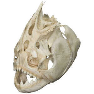 Natural Bone Skull, Piranha