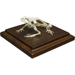 Natural Bone Skeleton, Toad