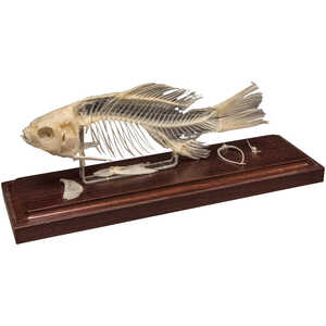 Natural Bone Skeleton, Carp