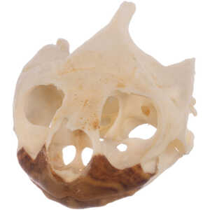 Natural Bone Skull, Small Pond Turtle