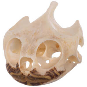 Natural Bone Skull, Large Pond Turtle