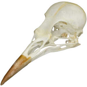Natural Bone Skull, Starling