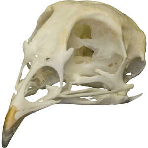 Natural Bone Skull, Quail