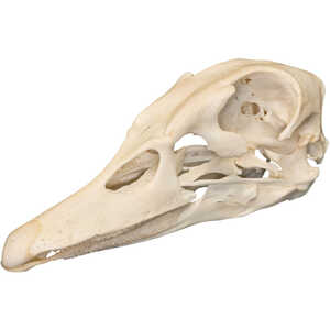 Natural Bone Skull, Duck