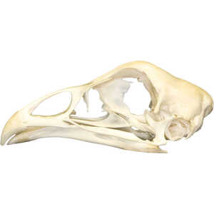 Natural Bone Skull, Chicken