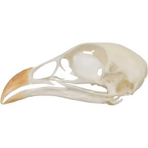 Natural Bone Skull, Chukar Partridge