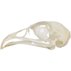 Natural Bone Skull, Hungarian Partridge