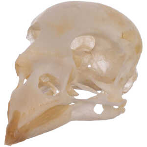 Natural Bone Skull, House Sparrow