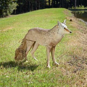 Lone Howler Goose-Repelling Coyote Decoy, 25-1/2˝H x 12˝W x 36˝L